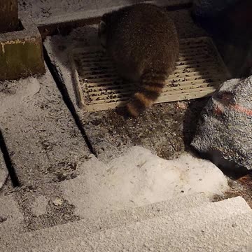 December 19th, 2023 | The Lads Raccoon Vlog - 003 | They're Back! | #shorts