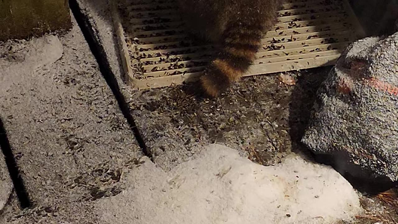 December 19th, 2023 | The Lads Raccoon Vlog - 003 | They're Back! | #shorts