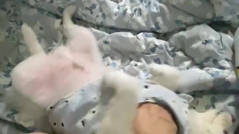 The cuteness of a dog with very long legs