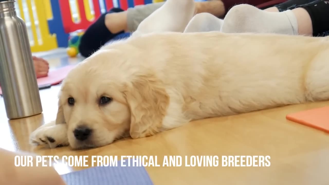 yoga with puppies