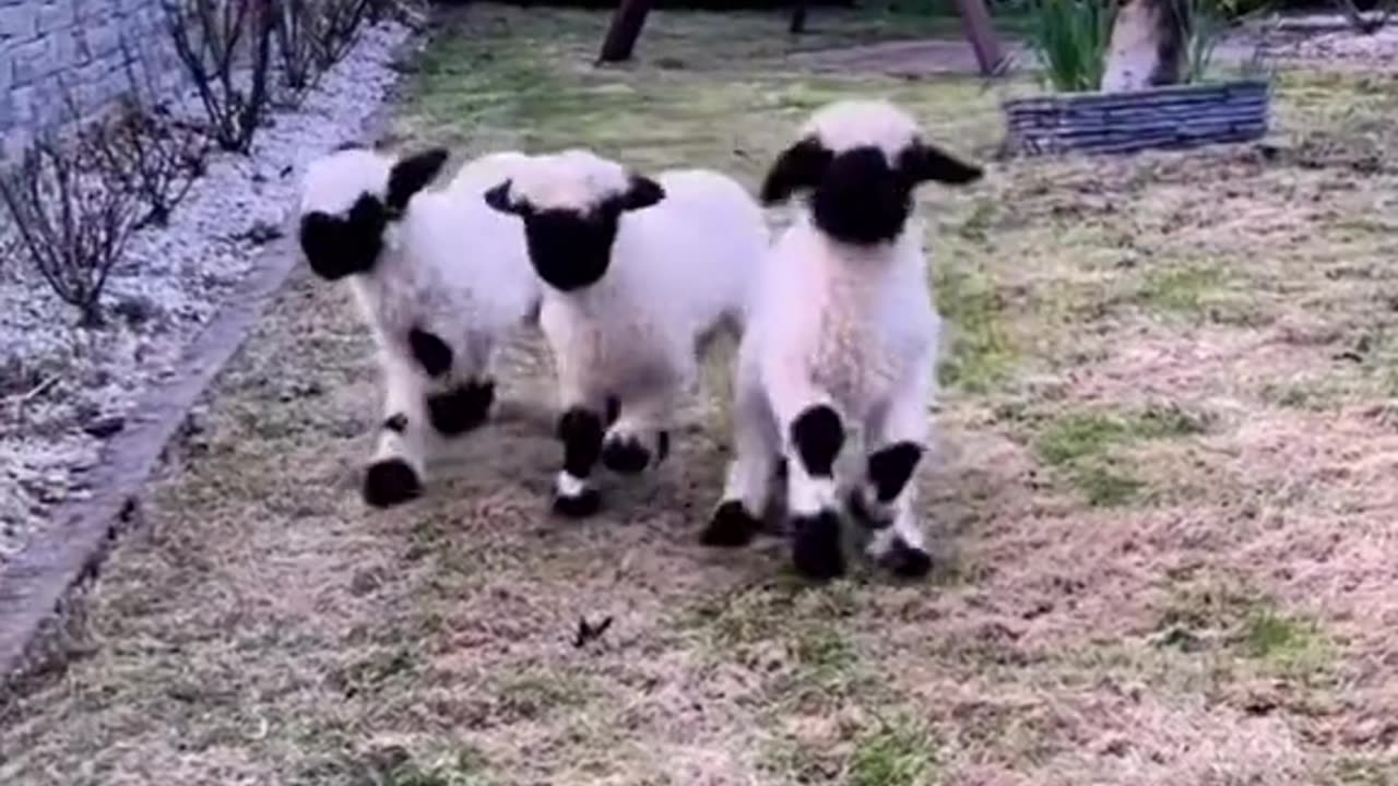 Baby Animals when is happy.