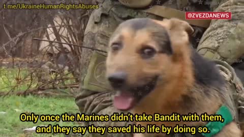 Ukraine: Russian infantry dog Bandit