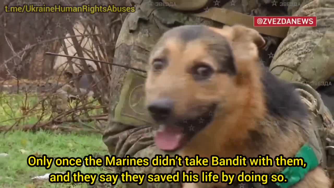 Ukraine: Russian infantry dog Bandit