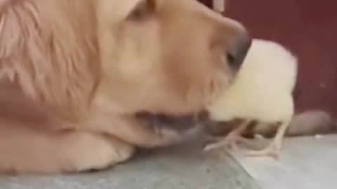 Respect dog
