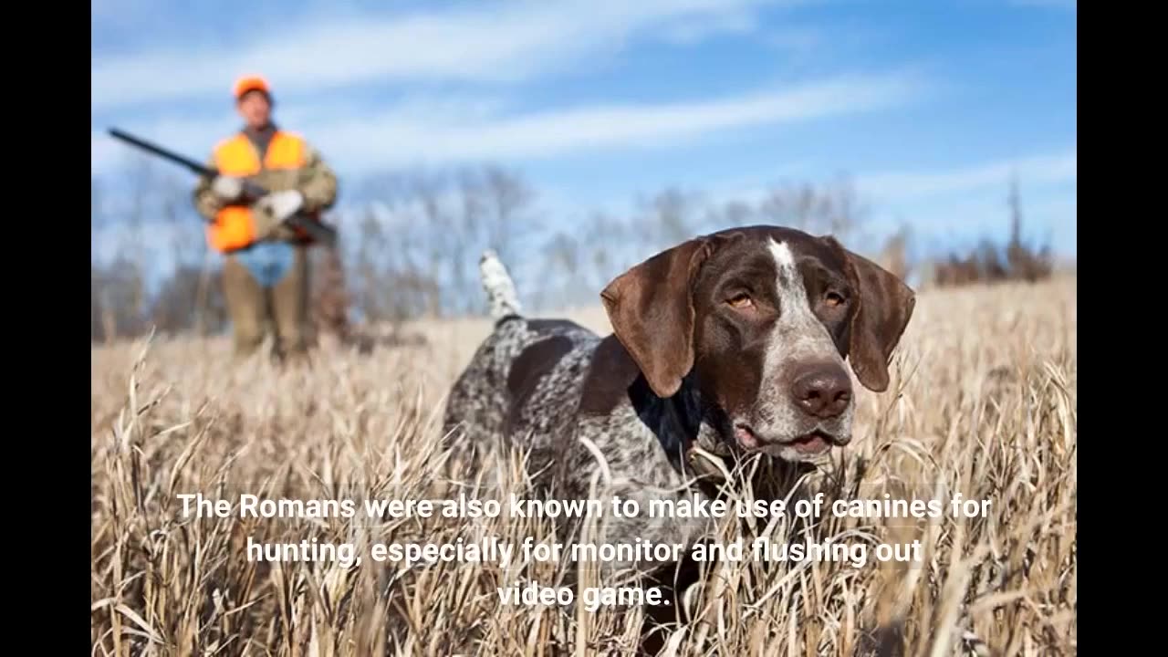 Things about "Hunting with Dogs: How Man's Best Friend Became a Valuable Hunting Companion"