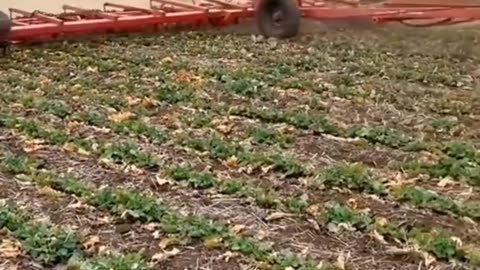 CRC vídeos curiosos