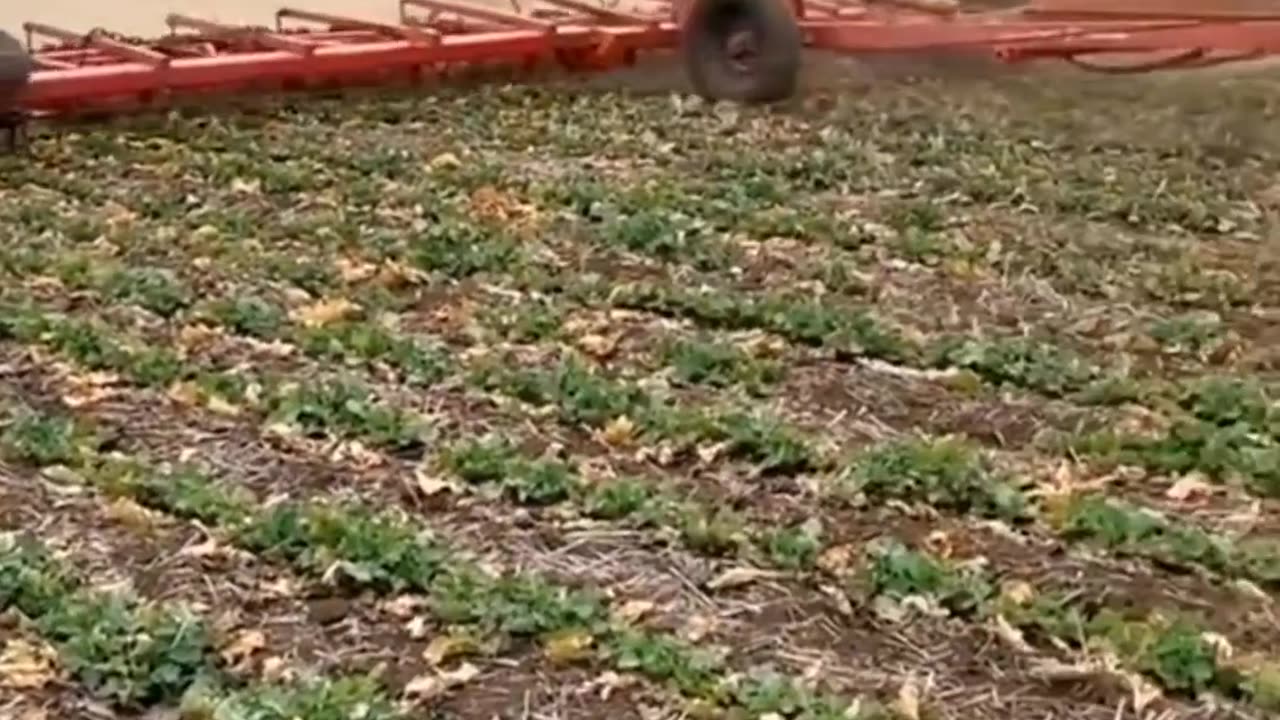 CRC vídeos curiosos