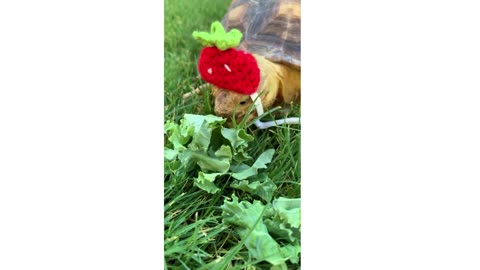 Stylish Tortoise: Slow & Steady Flavor Wins! 🐢🍃🎩🍉 #TortoiseTreats #FashionableFeasts