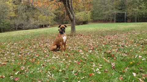 Boxer Gizmo Trick or Treat Special