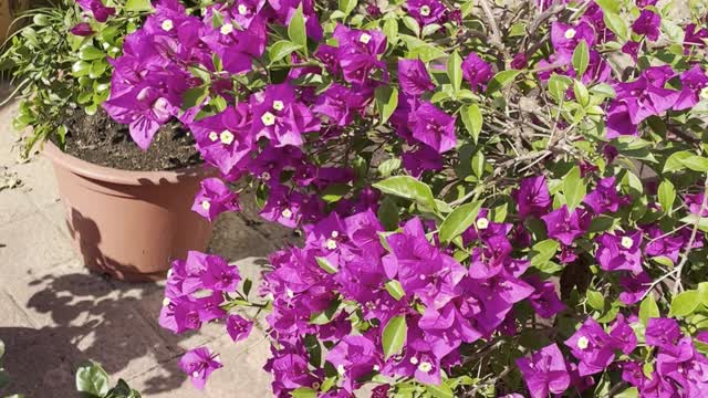 Two butterflies are eating honey in the flowers