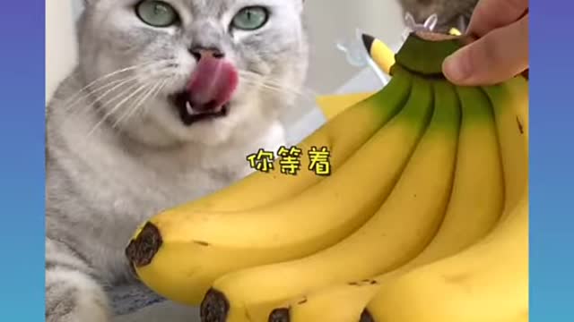 Cute and Funny Cat Videos Compilation