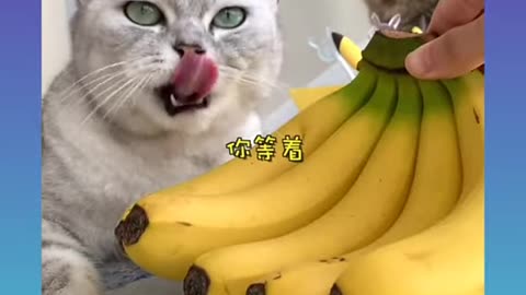 Cute and Funny Cat Videos Compilation