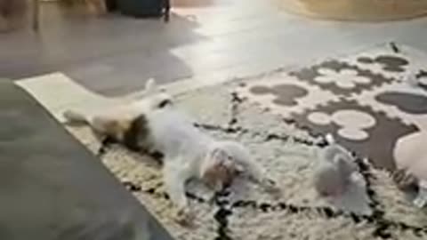 Funniest animal video 🤣