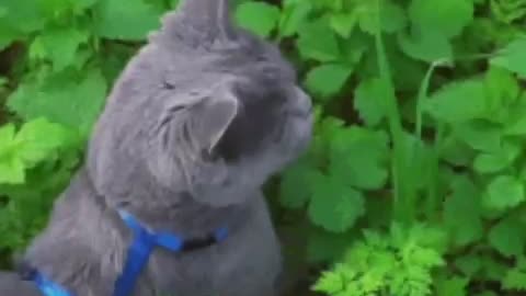 Cute Cat Gif