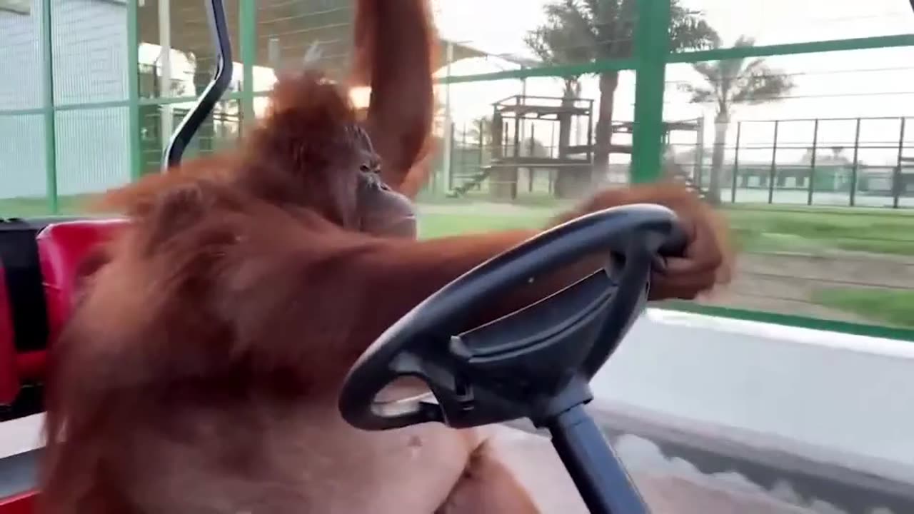 Genius Monkey Driver