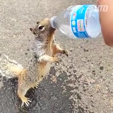 Thirsty critter