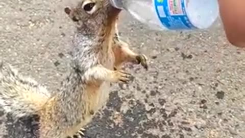 Thirsty critter