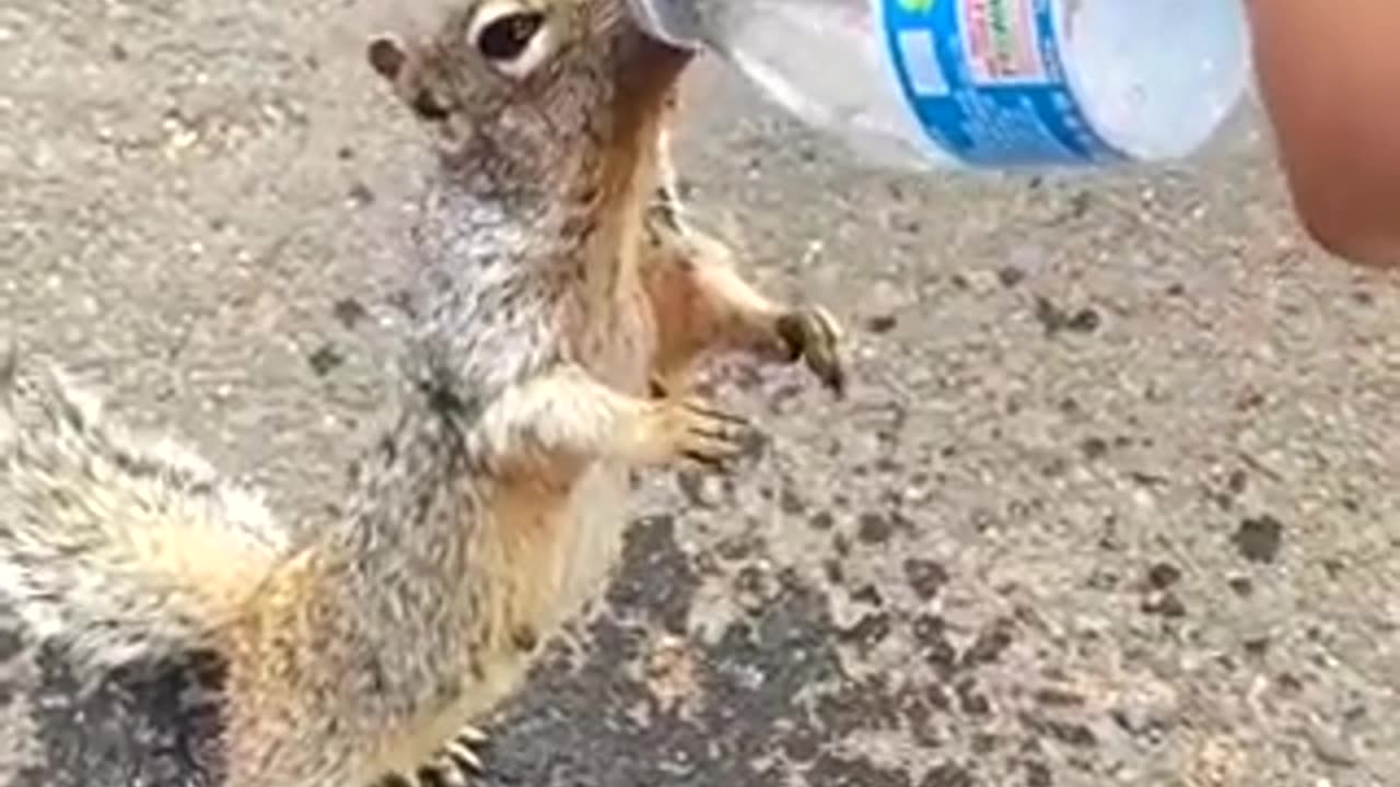 Thirsty critter