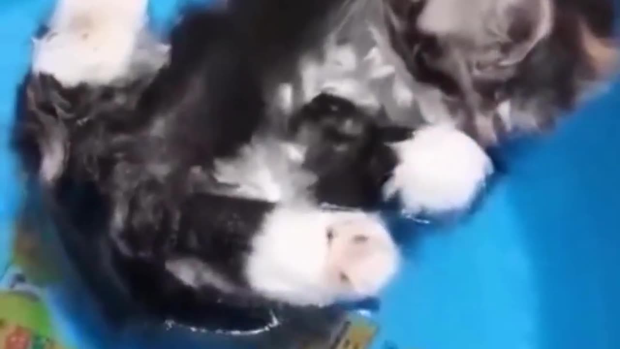 -Amazing Funny Cats Viral Clips�� Best #funny Cute Cats #shorts Video