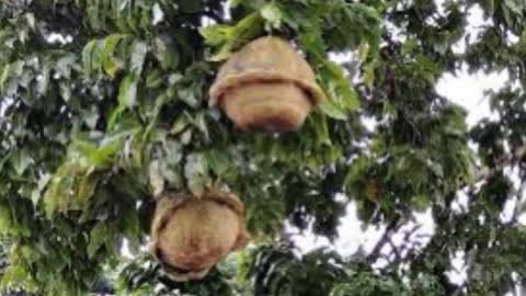 Brazilian nuts In Trinidad