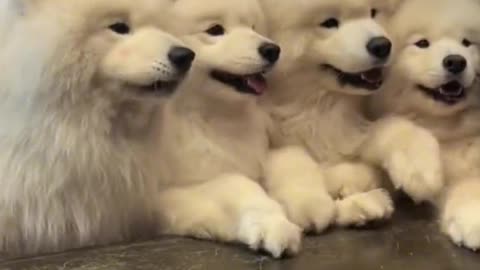 Funny animals videos