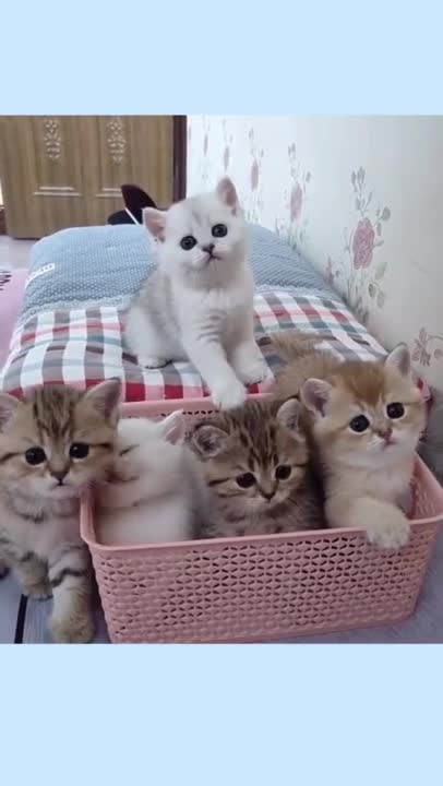 SOO CUTE - THE CUTEST KITTENS !