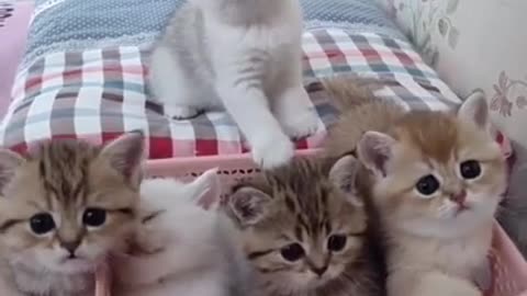 SOO CUTE - THE CUTEST KITTENS !