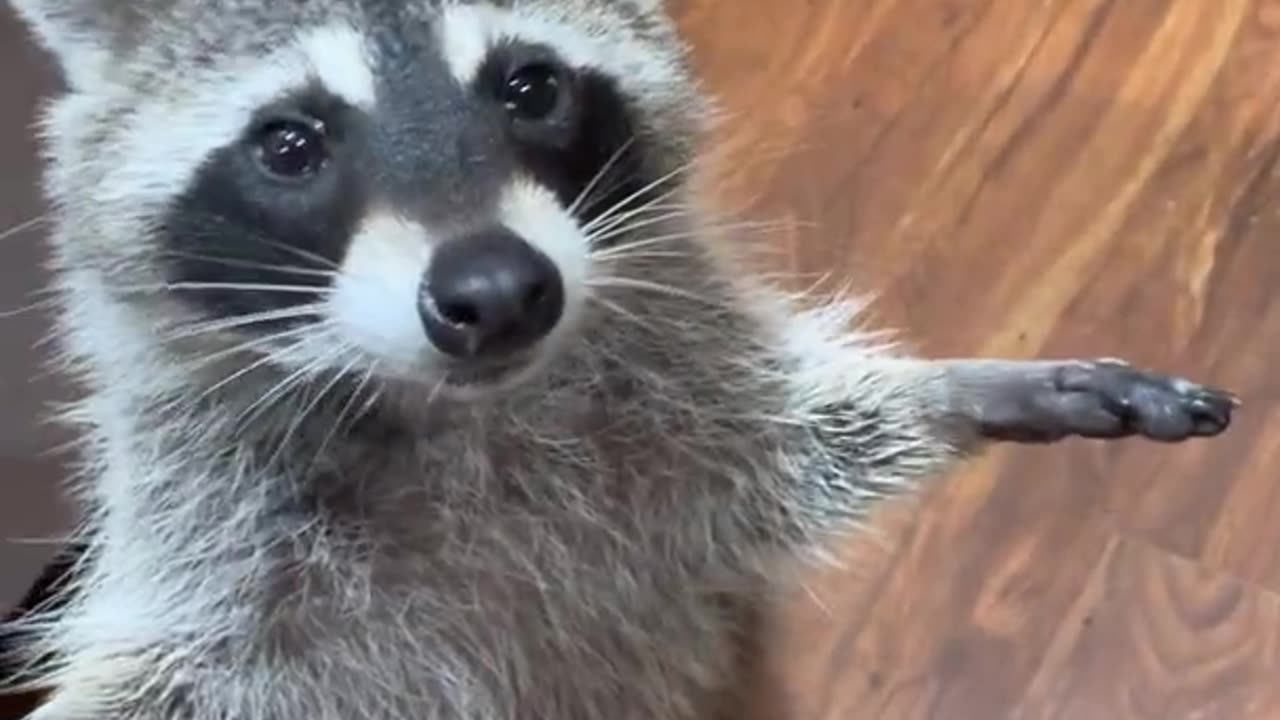 Raccoon Gets a Cookie 🦝🦝🦝