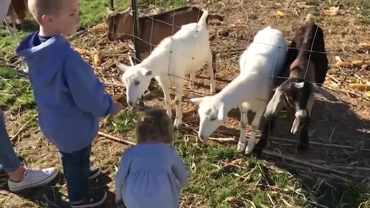 Funny Kids Meet Monkey For The First Time | Kids And Animals At The Zoo