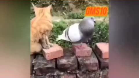 Funny video 🐈😺 and pigeon 🐦🥰 playing