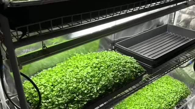 Check out these little guys!