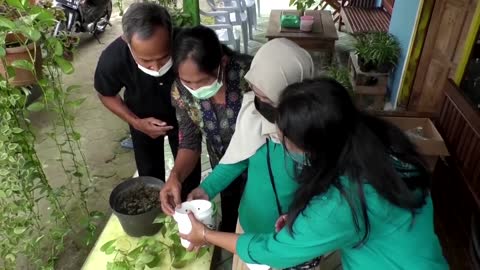 Indonesia fights dengue with more mosquitoes