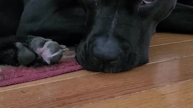 Pitbull mix don't care wet paper towel