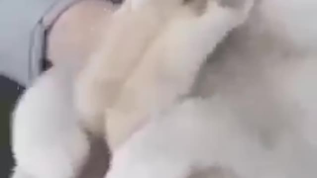 🤣Best cats and dogs funny videos (try not to laugh)🤣😅😂