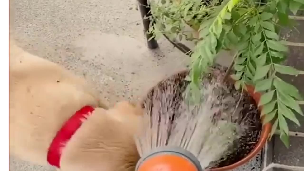 most funny pets Ower moment # funny videos