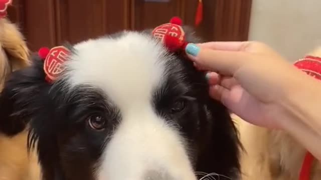 Cute🥰🥰🥰