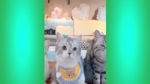 Try Not To Laugh Cats Cute Reactions - Funny Cat Videos #68