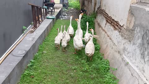 A group of Swan is walking to get the food