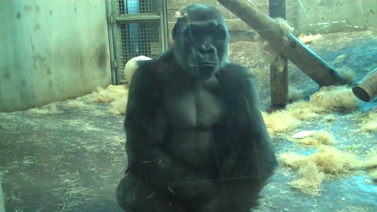 6 Minutes Of A Gorilla Throwing Up and Eating It