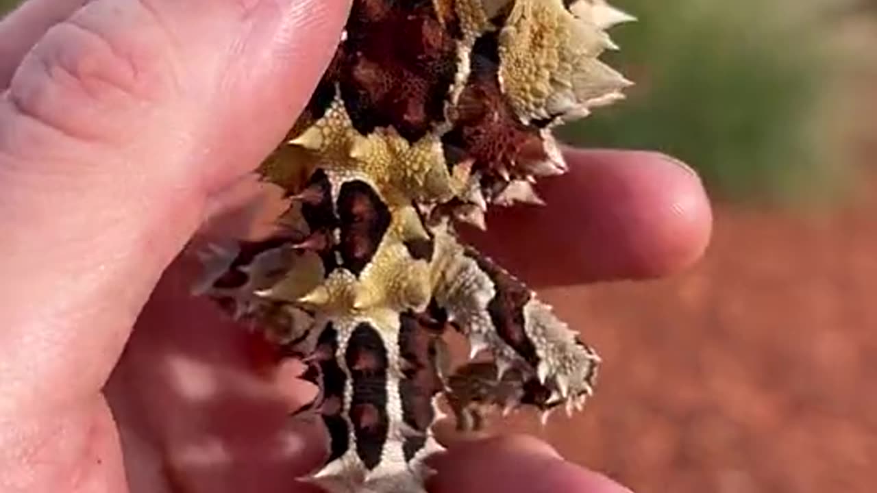 Funny video