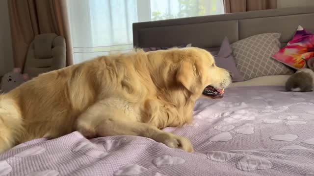 Golden Retriever Funny Reaction to Adorable Bunny