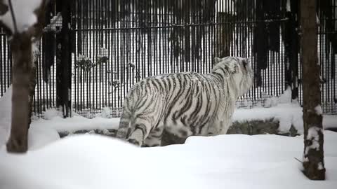 Wild Tiger Snow field