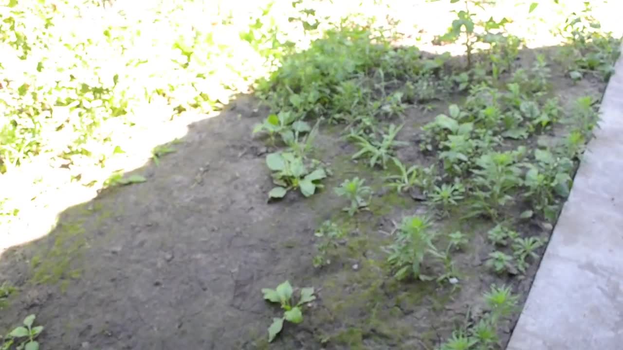 Funny Animals Puppy on a walk