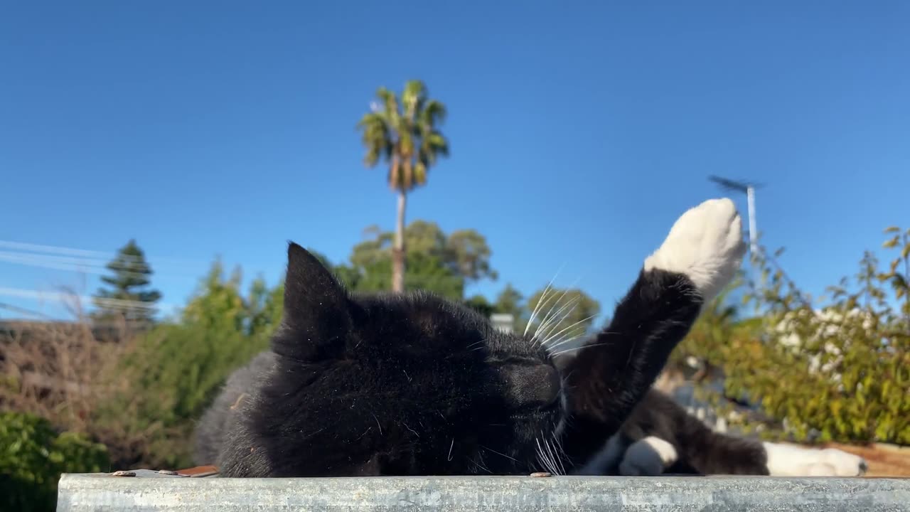 Cat On Road