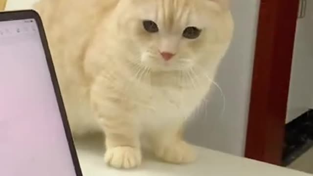 OMG cute cats videos mv195 #catmeow