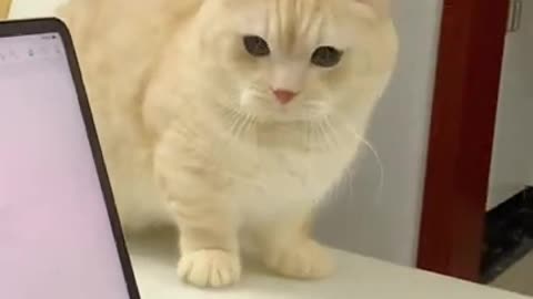 OMG cute cats videos mv195 #catmeow