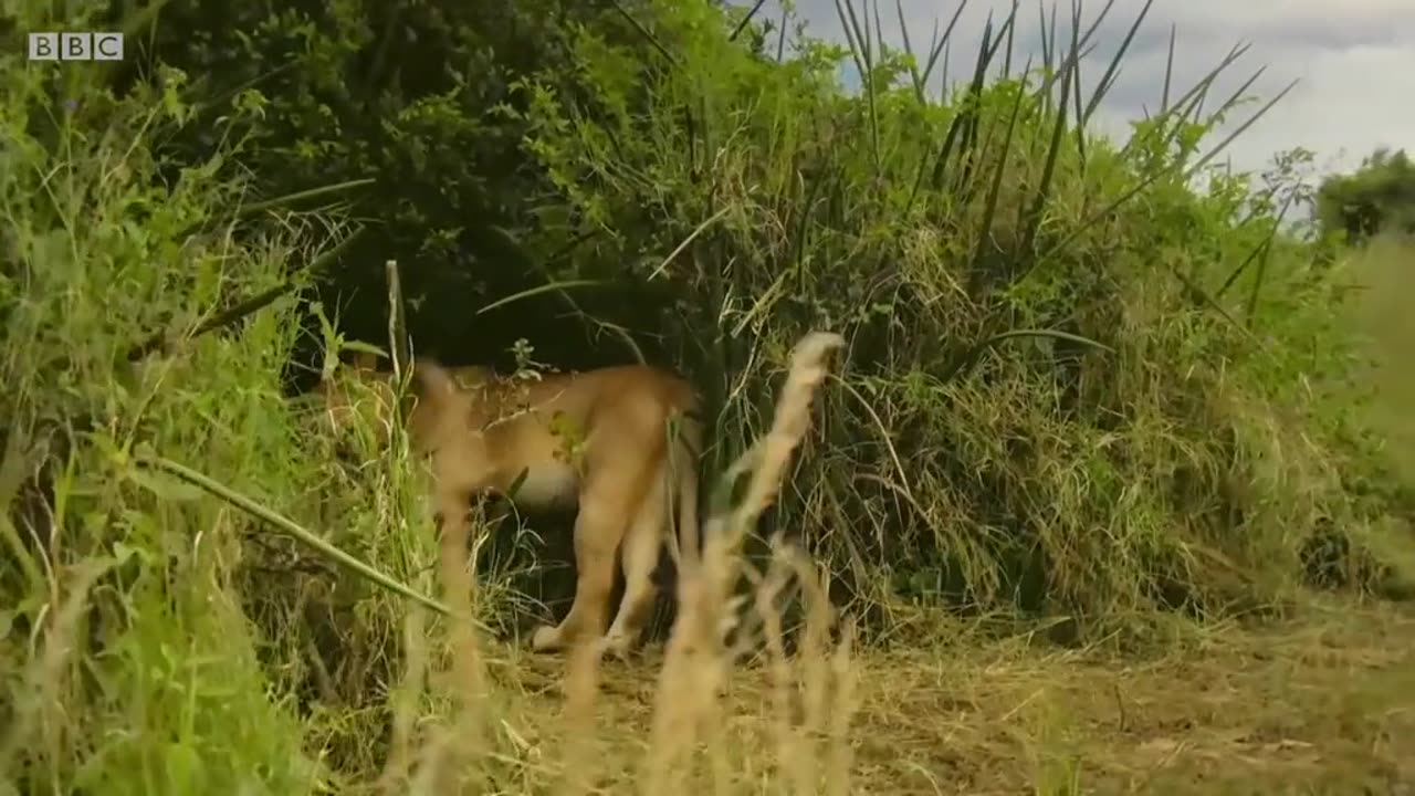 Lion hunting of beefalo