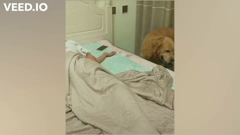 Service Dog help owner in sleeping