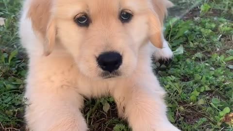 Why all dogs are forever puppies 🥺❤️ #dogshorts #puppy #dogs #goldenretriever #puppies