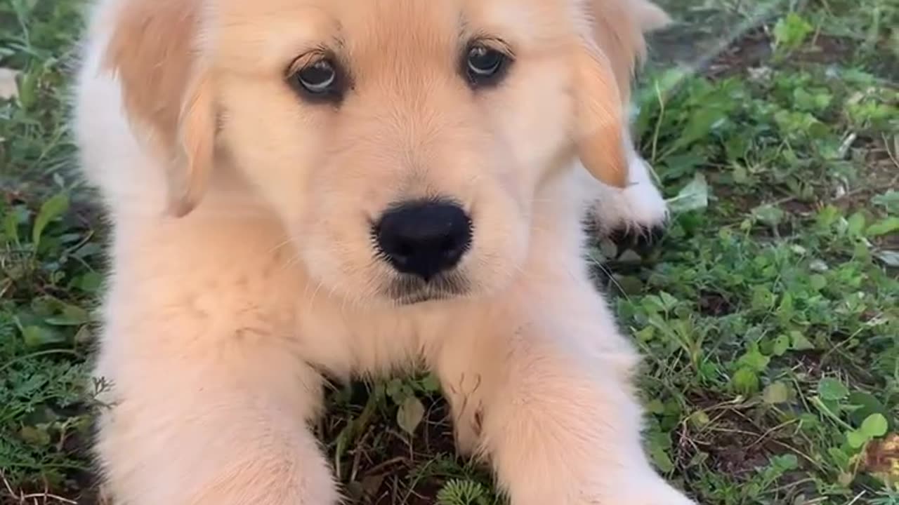 Why all dogs are forever puppies 🥺❤️ #dogshorts #puppy #dogs #goldenretriever #puppies